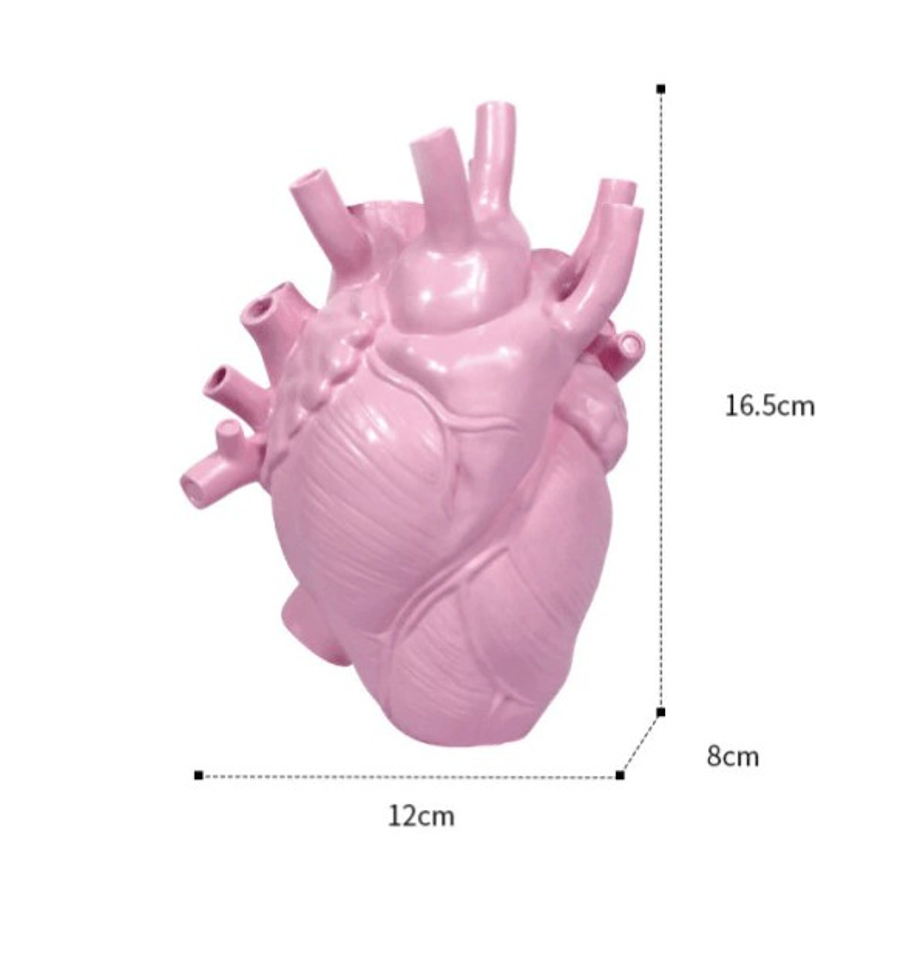 Vaso anatomico del cuore, vaso di fiori in resina per l