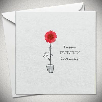 70 happy SEVENTIETH birthday – red daisy - BexyBoo087