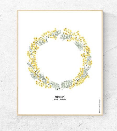 Acquarello Erbario "Mimosa"