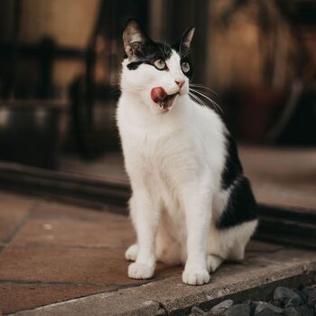 RETORN Nourriture humide pour chats au poulet et au lapin 3