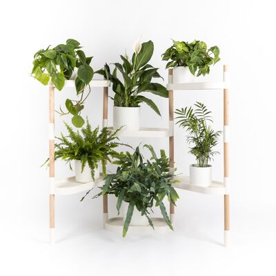 plant shelf; 6 trays