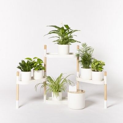 Plant shelf with automatic watering; 4 trays