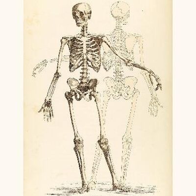 Studio dello scheletro - 24x30