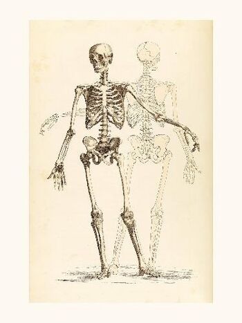 Etude de squelette - 40x50