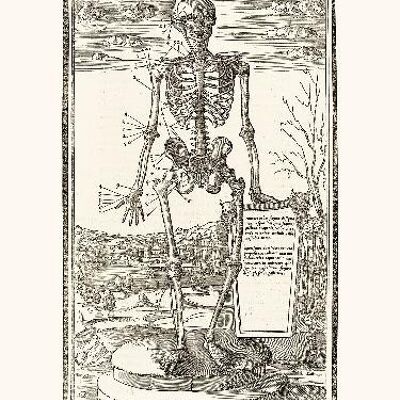 Menschliches Skelett - 24x30