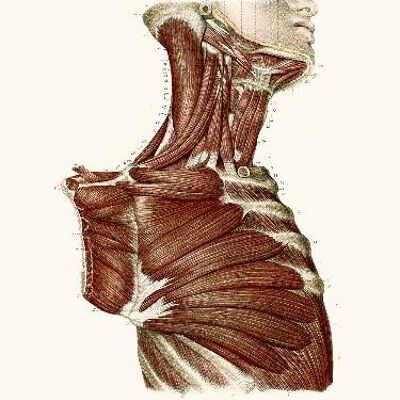 Anatomie Pl44 Männliche Büste - 24x30