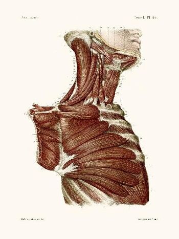 Anatomie Pl44 Buste d'homme - 24x30