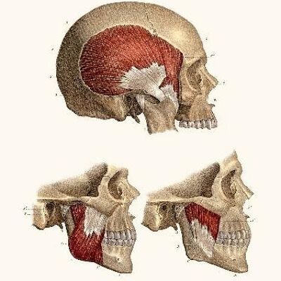 Anatomie Pl39 Kranich und seine Muskeln