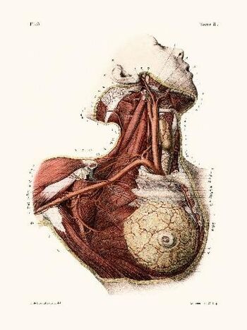 Anatomie Pl13 Buste de femme - 30x40