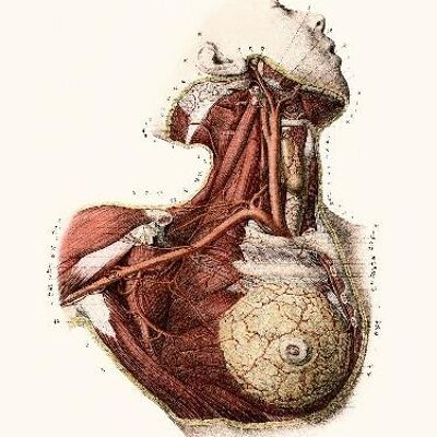 Anatomie Pl13 Buste de femme  