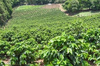 Grains de café de spécialité Tres Nubes du Costa Rica | Cacao, Noix, Mandarine, Orange - Cafetière / Mouture presse française / SKU179 3