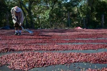 Finca nicaraguayenne Tierra Linda | riche, malté, complexe, sucré - Cafetière / French press grind Iron and Fire / SKU342 5