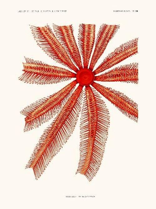 Echinodermes Brisinga Endecacnemos - 24x30