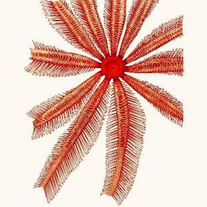 Echinodermes Brisinga Endecacnemos - 24x30