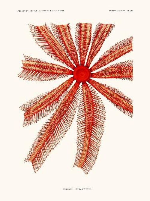 Echinodermes Brisinga Endecacnemos - 40x50