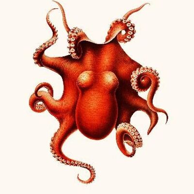 Cephalopode Polypus Levis Hoyle - 24x30