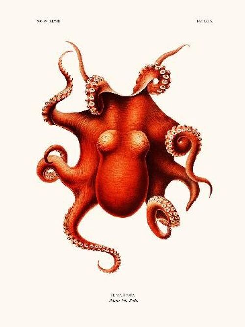 Cephalopode Polypus Levis Hoyle - 40x50