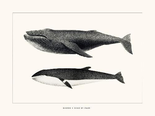 Baleine à bosse et Orque - 24x30