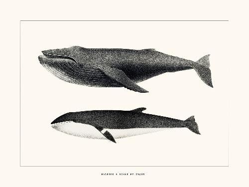 Baleine à bosse et Orque  