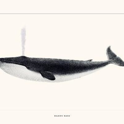 Baleine bleue - 24x30