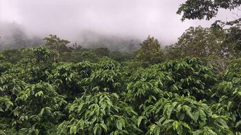 Grains de café de spécialité Panama Geisha | - Cafetière / Presse française grind Iron and Fire / SKU497 3