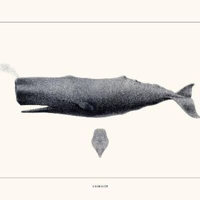 Sperm whale - 24x30