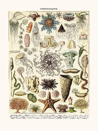 Póster Oceanografía