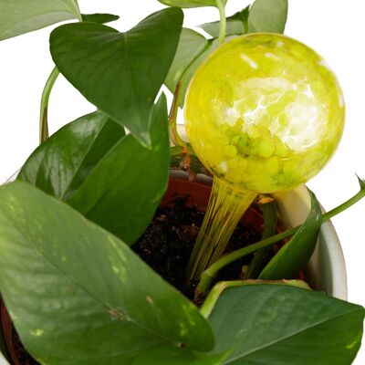 Glass Water Balls for Plants - Set of 4 - Yellow - Automatic Watering System