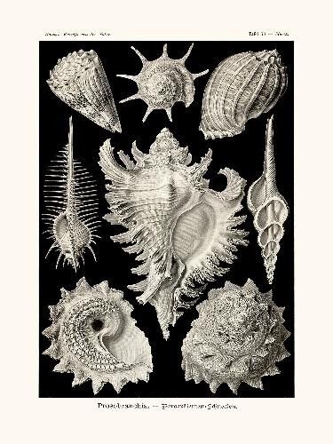 Poster di Prosobranchia