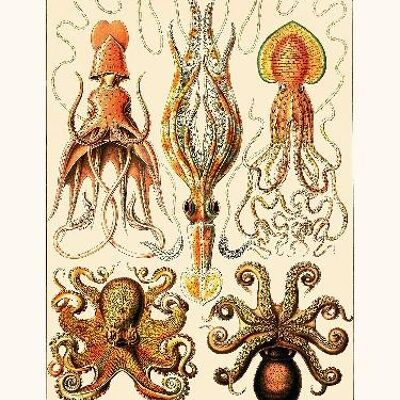 Octopus  