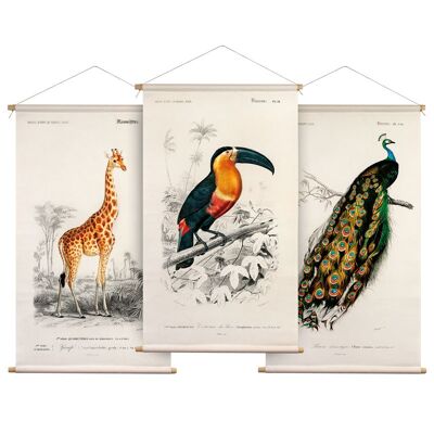 Wall cloth set Animal illustrations Charles D'Orbigny - Textile posters with leather cord