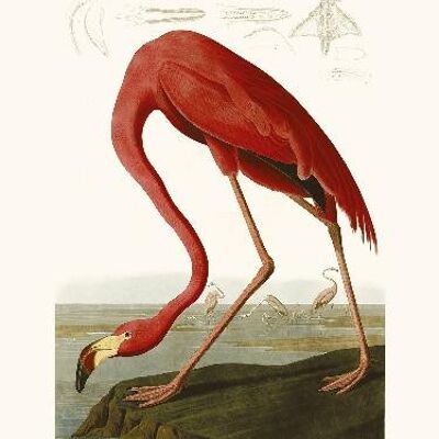 Amerikanischer Flamingo - 24x30