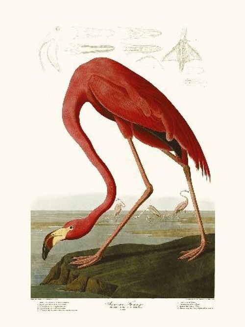 American Flamingo - 30x40