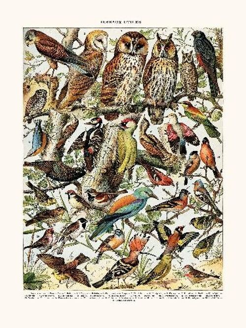 Oiseaux (Cresserelle) - 40x50