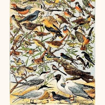 Birds (Pipit) - 40x50