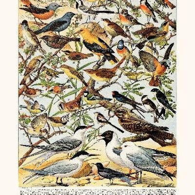 Oiseaux (Pipit) - 40x50