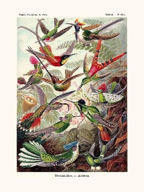 Kolibri - 40x50