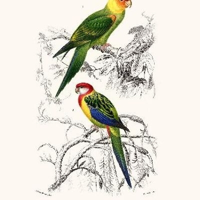 Parakeets - 40x50