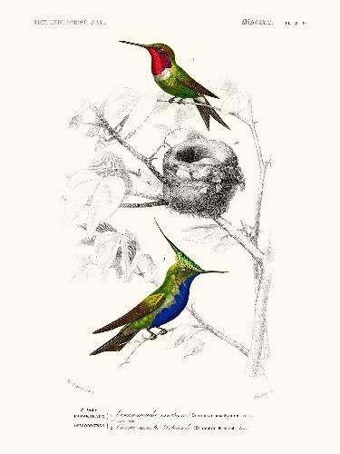 Manifesto dell'uccello volante