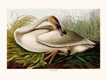 Trumpeter Swan - 24x30