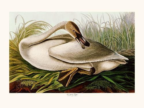 Trumpeter Swan - 40x50