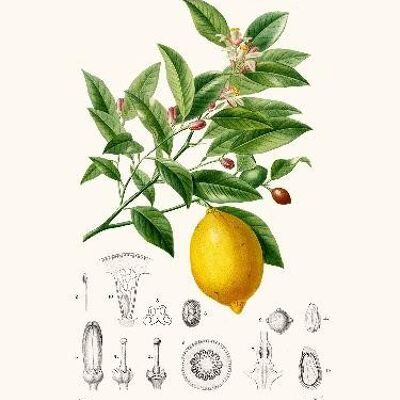 Limonaire, Lemon tree - 30x40