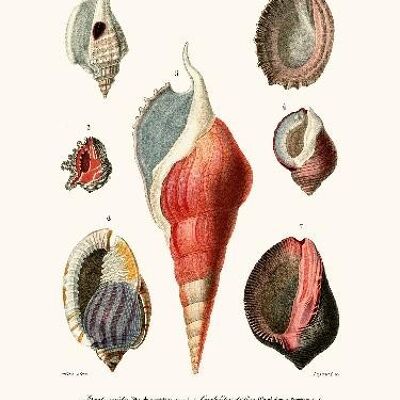 Molluschi Pl22 - 40x50