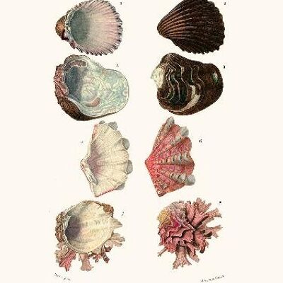 Molluschi Pl5 - 24x30