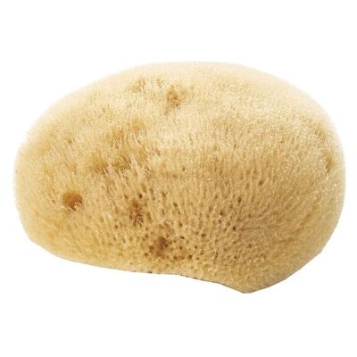 Fine natural facial sponge