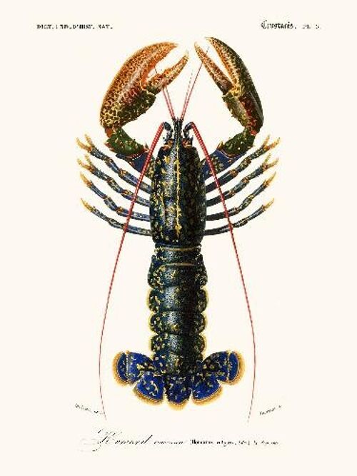 Homard - 30x40