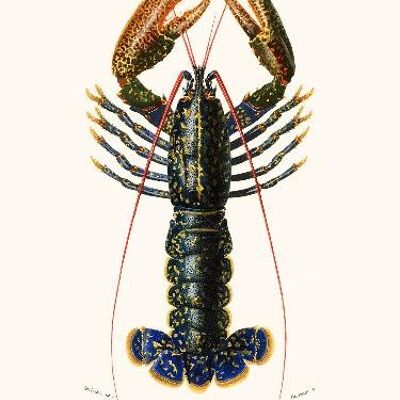 Lobster - 30x40