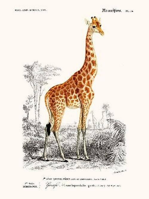 Girafe - 30x40
