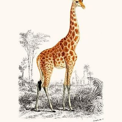 Giraffe - 40x50