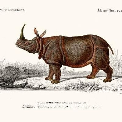 Rinoceronte - 24x30